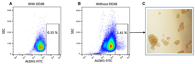 Analysis of ALDH1 negative and positive cells from ovarian cancer cell line A2780 by flow cytometry.