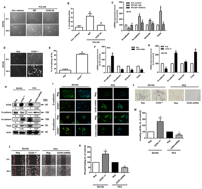 Overexpression or knockdown of CCN3 affects EMT in PCa cells.