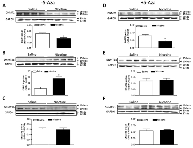5-Aza restored perinatal nicotine-induced increase in the expression of DNMT3a in the LV tissues of male offspring.
