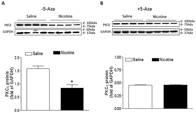 5-Aza restored perinatal nicotine-induced repression of PKC&#x03B5; in the LV tissues of male offspring.