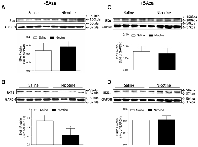 5-Aza abolished perinatal nicotine-induced decrease in the expression of BKca channel &#x03B2;1 subunit in the LV tissues of male offspring.