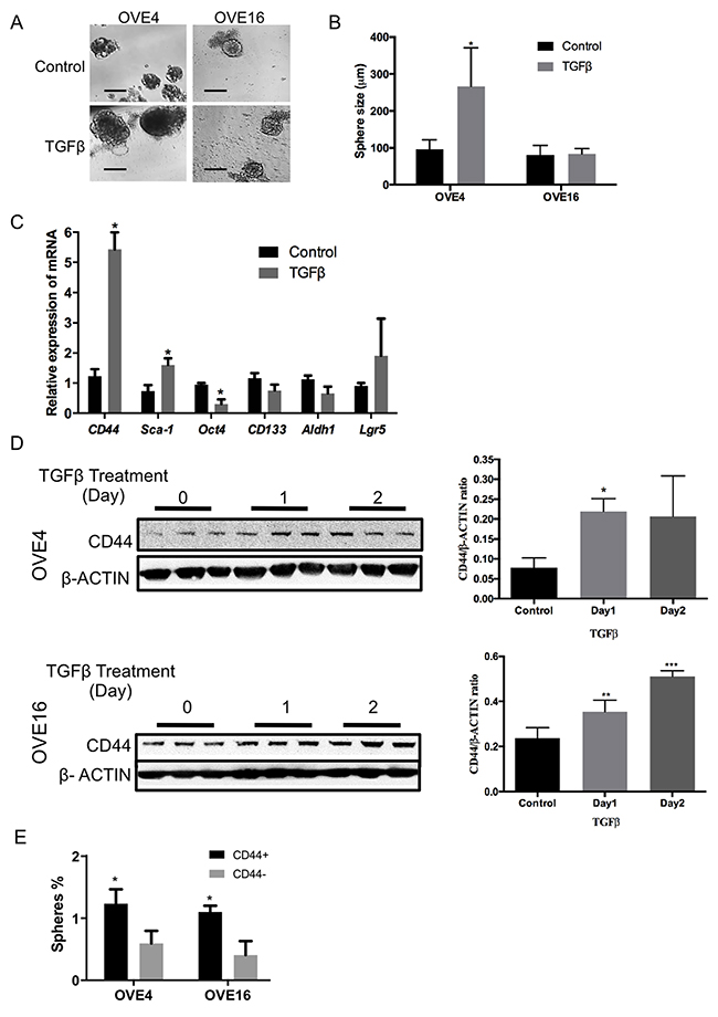 TGF&#x03B2; increases the expression of stem cell markers in oviductal epithelial cells.