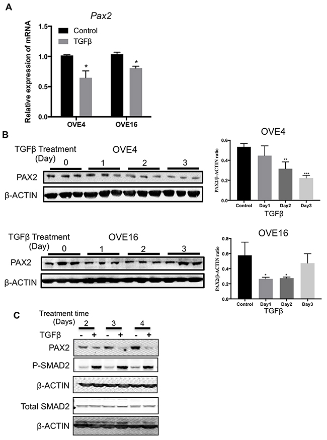 Figure 5:TGF&#x03B2; suppresses Pax2 expression in oviductal epithelial cells.