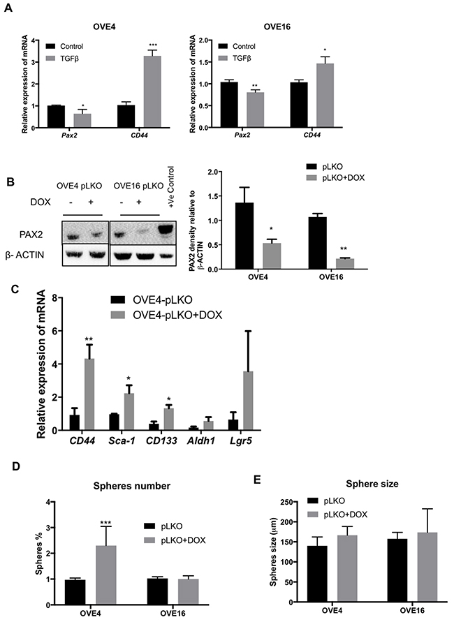 PAX2 down-regulates CD44 expression.
