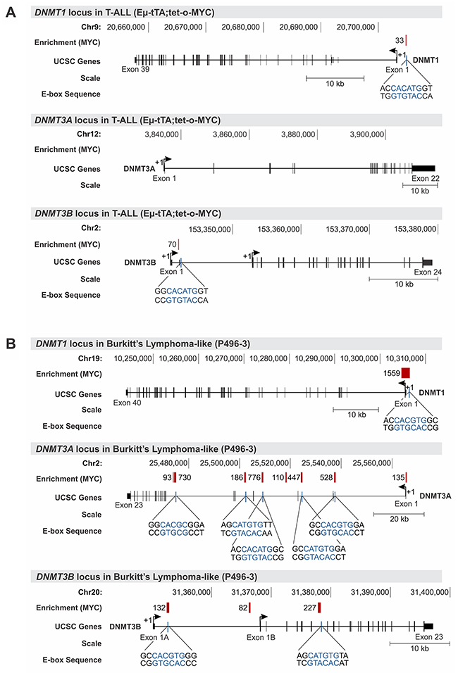 MYC occupies the promoter of DNMT1 and DNMT3B in T-ALL and Burkitt&rsquo;s lymphoma.