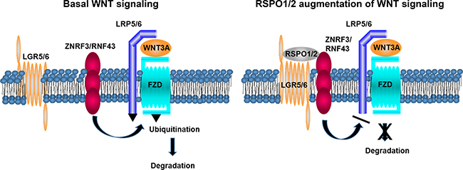 RSPO augmentation of Wnt signaling.