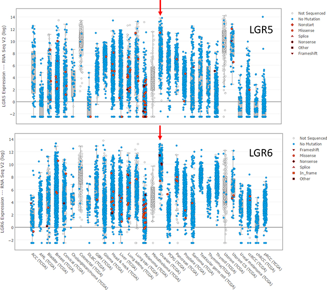 Expression of LGR5 and LGR6 at the mRNA level in the tumors in the TCGA database for which expression data is reported.