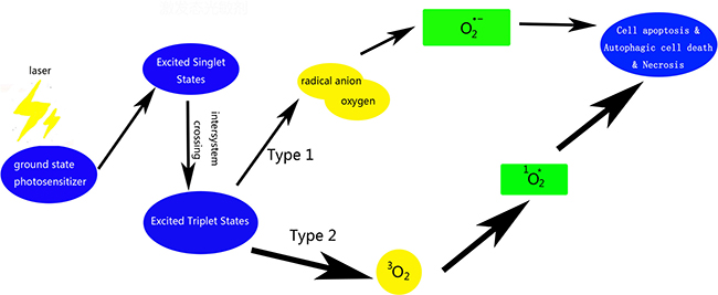 Scheme of photosensitizer activating and ROS producing involved in PDT.