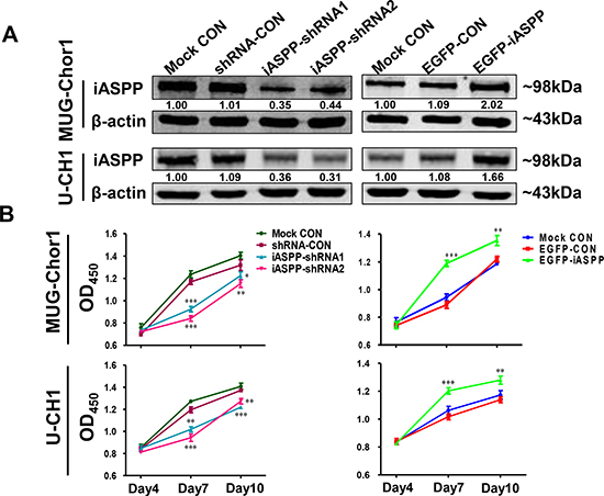 The extrinsic knockdown and overexpression of iASPP and their effects on cells proliferation based on CCK-8 assays.