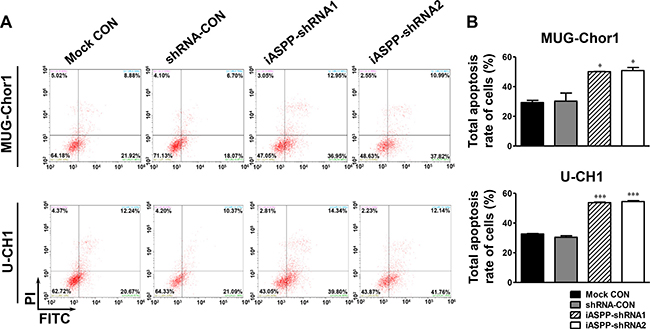 Effect of iASPP knockdown on cells apoptosis after cisplatin treatment.