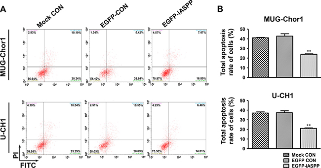 Effect of iASPP overexpression on cells apoptosis after cisplatin treatment.