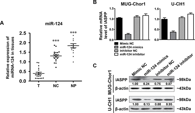 The expression of miRNA-124 in tissues and iASPP expression regulated by miRNA-124.
