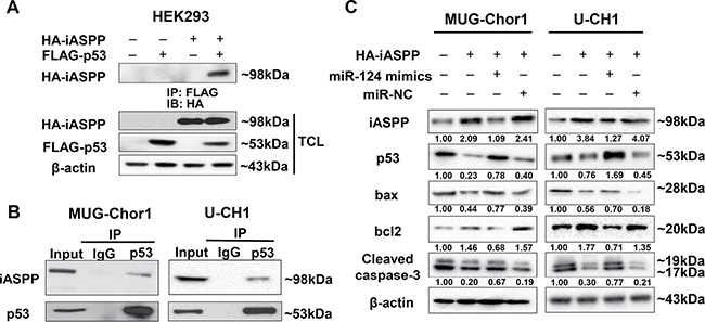 The interaction between iASPP and p53 detected by Co-Immunoprecipitation (Co-IP) assay and the regulation of miRNA-124 on apoptosis function of iASPP.