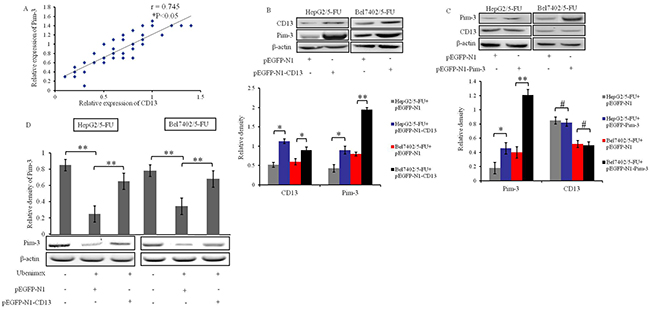 Ubenimex suppresses Pim-3 expression downstream of CD13 in HCC cells.