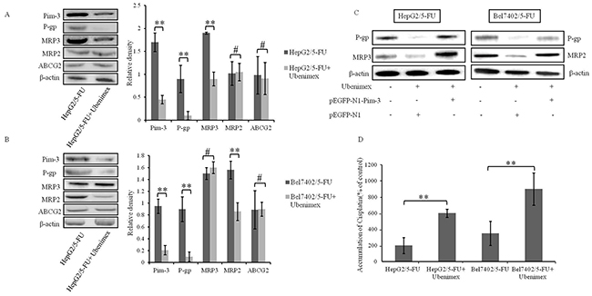 Ubenimex inhibits the expression of MRPs and enhances drug accumulation.