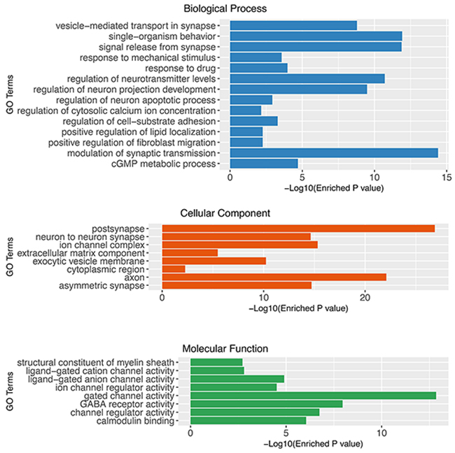 Gene set enrichment analysis of glioblastoma associated genes using Gene Ontology (Cellular Component, Biological Process and Molecular Function).