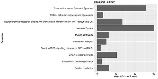 Gene set enrichment analysis of glioblastoma associated genes using Reactome Pathway database.