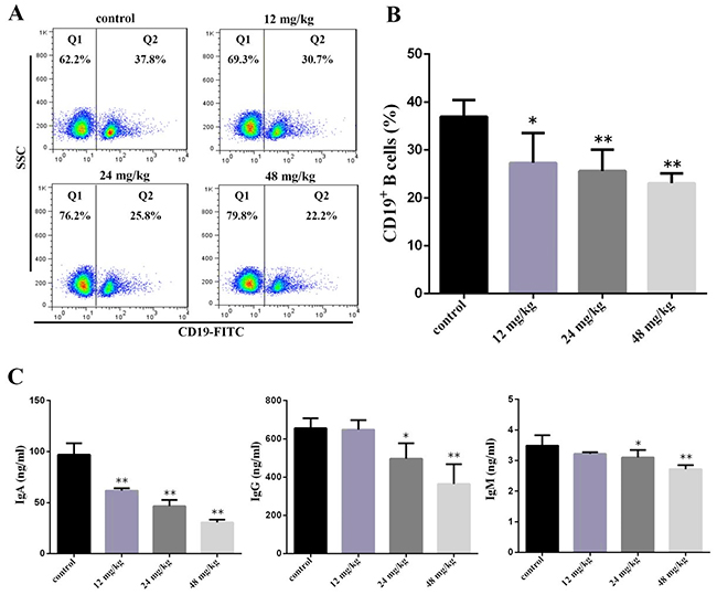 Changes of peripheral blood B-cell and serum IgA, IgG and IgM contents at 21 days of age.