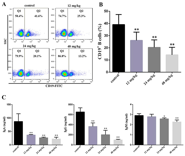 Changes of peripheral blood B-cell and serum IgA, IgG and IgM contents at 42 days of age.