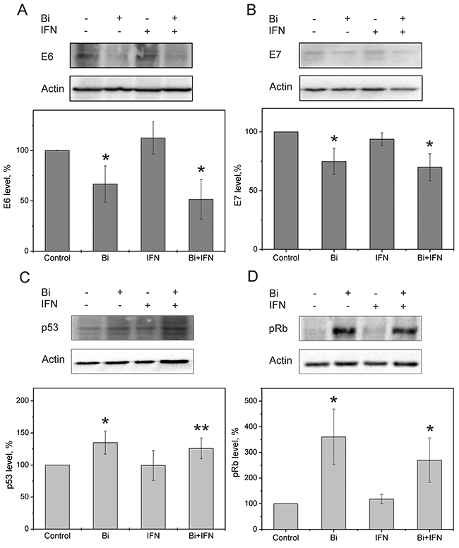 Expression of E6 and E7 HPV oncoproteins and their cellular targets, p53 and pRb in binase treated SiHa cells.