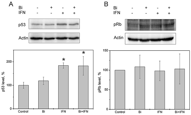 Effect of combined binase and INF&#x03B1;2b treatment on p53 and pRb levels in C33A cells.