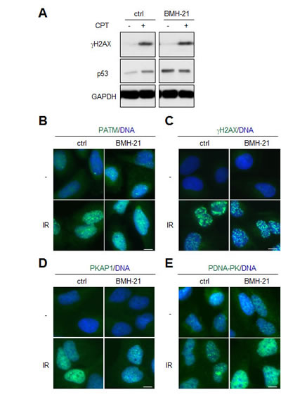 BMH-21 does not protect from activation of DNA damage signaling.