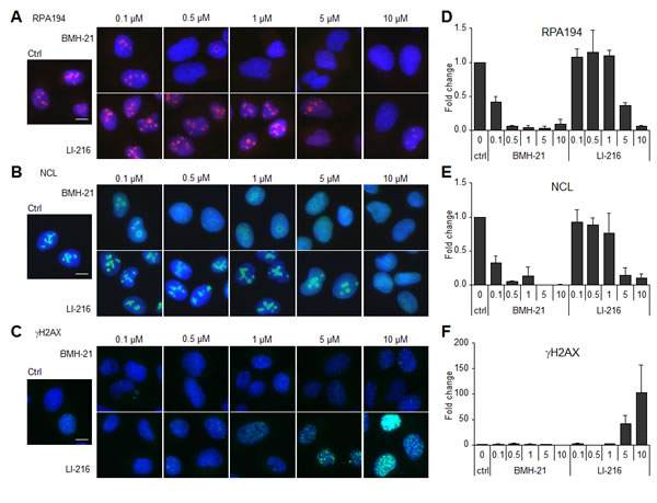 BMH-21 derivative LI-216 activates DNA damage response.