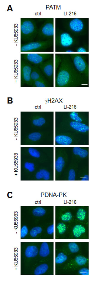 LI-216 activates ATM signaling pathway.