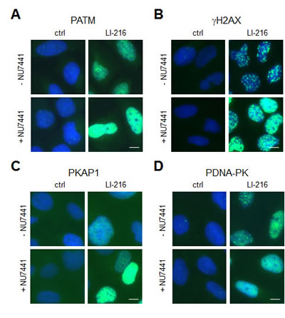 LI-216 mediated DNA damage involves NHEJ-dependent repair.