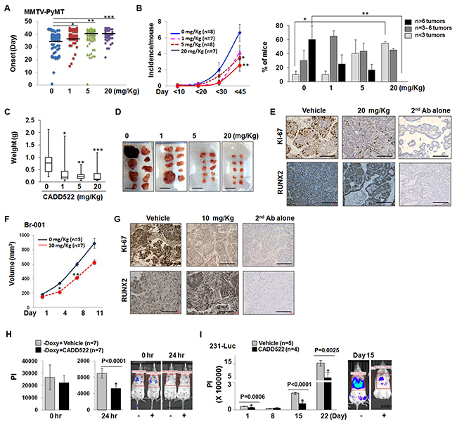 CADD522 suppresses in vivo BC cell growth and metastasis.