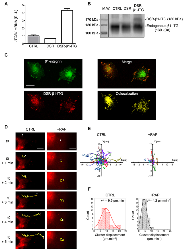 The intracellular trafficking of &beta;1-integrin clusters is under LRP-1 control.