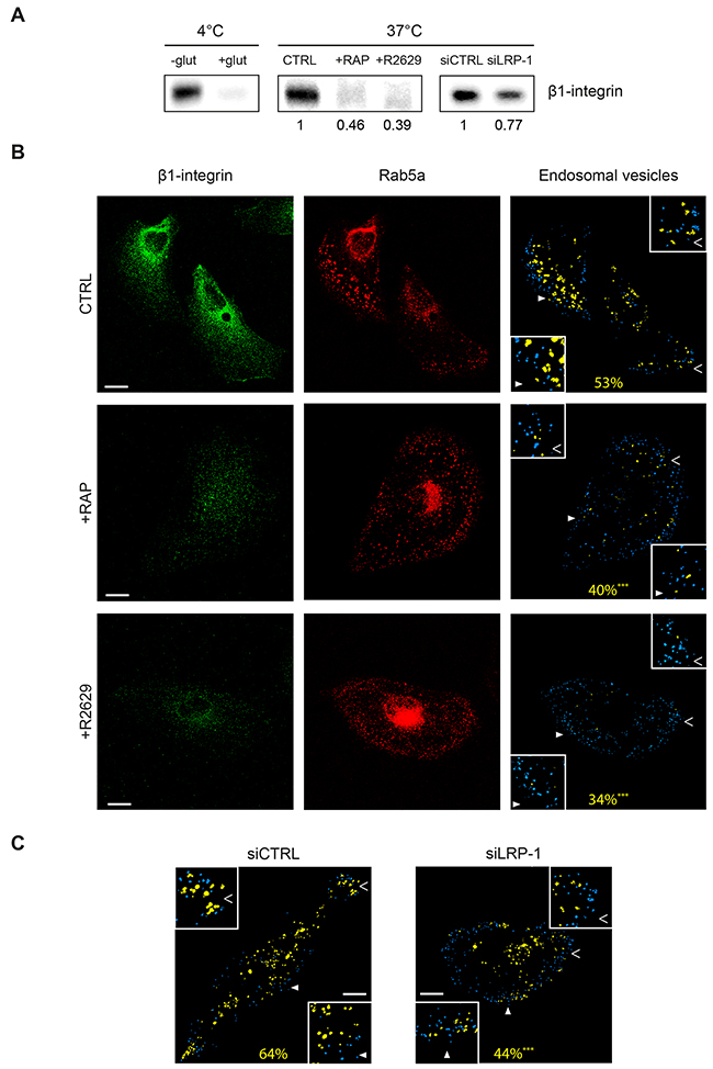 LRP-1 mediates &beta;1-integrin endocytosis in thyroid tumor cells.