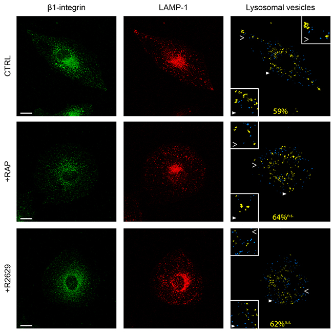 LRP-1 does not address &beta;1-integrin to lysosomes.