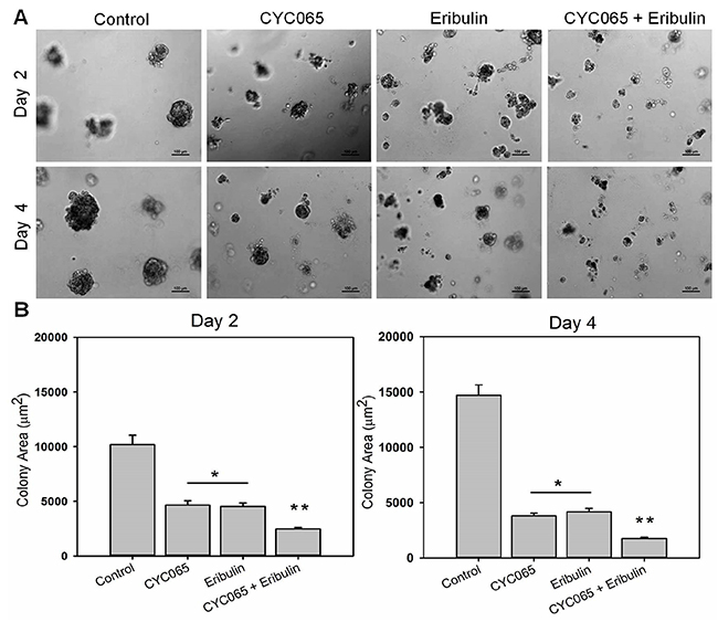 CYC065 in combination with eribulin decreased colony size of MDA-MB-231 cells in 3D Matrigel matrices over time when compared to individual treatments.