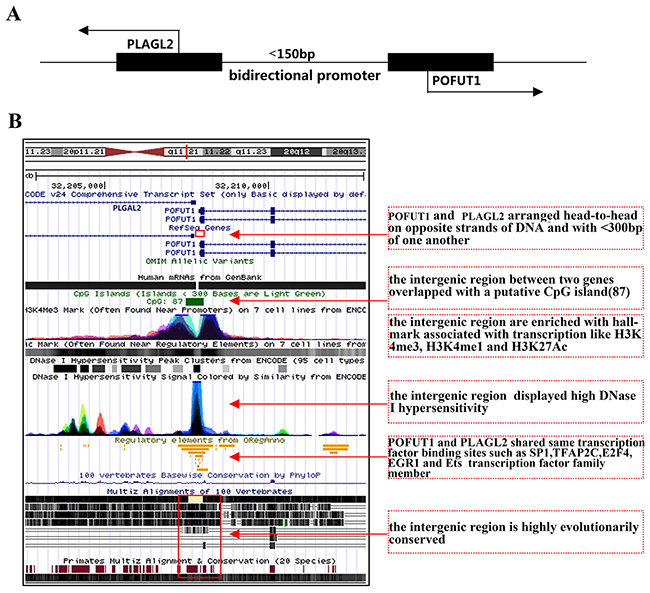 PLAGL2 and POFUT1 are classic bidirectional gene pair.