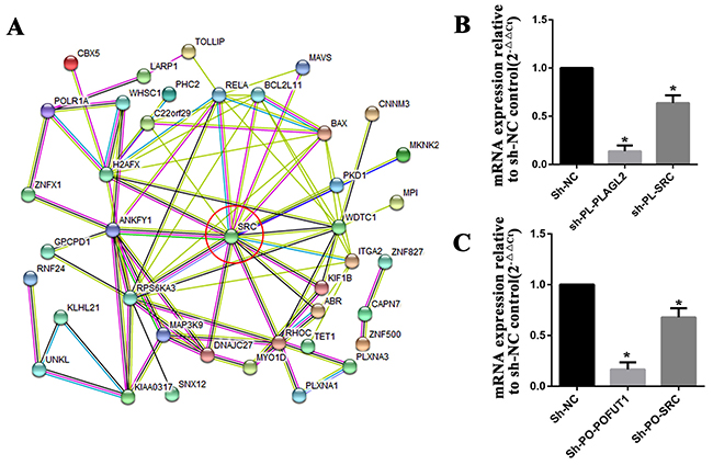 PLAGL2 and POFUT1 cooperatively participated in SRC biological pathways.