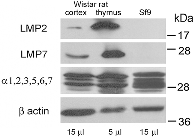 Western blots of proteasome subunits of rat organs and insect cells.