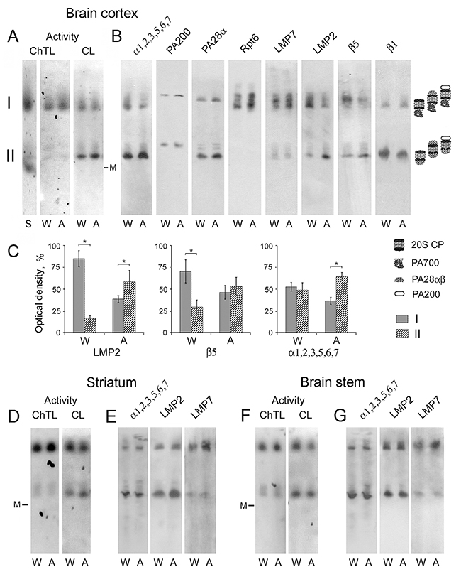 Electrophoresis of brain extracts of Wistar and August rats in native conditions.