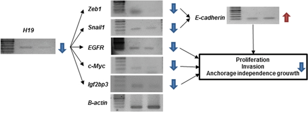 Analysis of downstream signaling and malignant phenotypes following H19 knockdown in MKN74 cells.