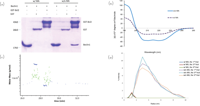 Analysis for the interaction between Beclin1 and Bcl2.