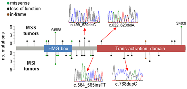 Pattern of mutations in SOX17 in EECs.