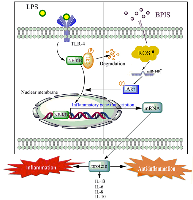 Proposed mechanism of the anti-inflammatory effects by BPIS induced.