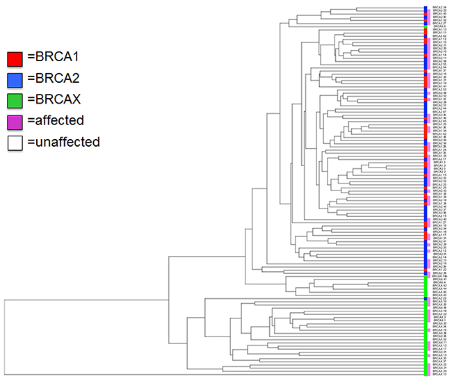 Hierarchical clustering of the 95 transcripts differentially expressed.