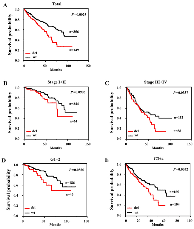 The deletion of MPDZ was associated with poor outcomes in ccRCC from the TCGA Cohort.