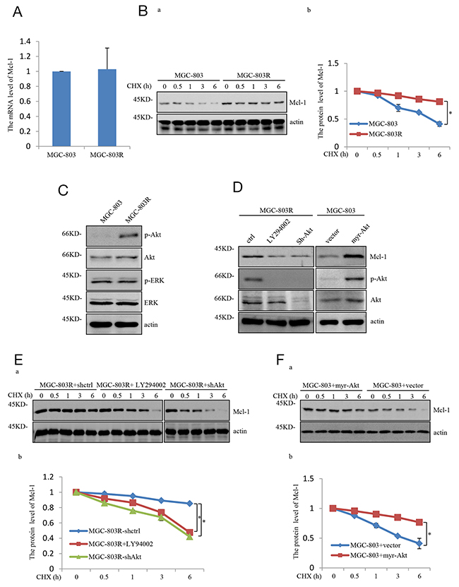 Mcl-1 stabilized responses to PI3K/AKT pathway hyper-activation.