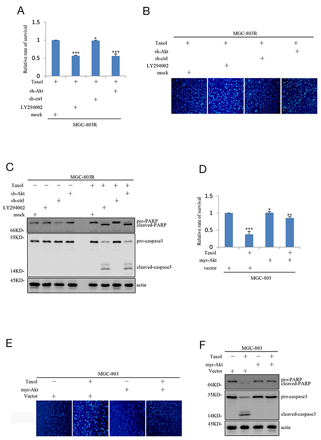 Inhibition of PI3K/AKT pathway attenuates the Taxol-resistance of gastric cells.