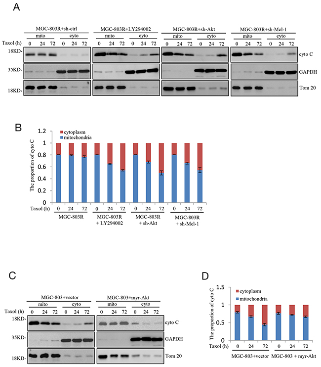 Sensitizes gastric cells to Taxol-induced apoptosis is associated with induction of mitochondrial membrane permeabilization.