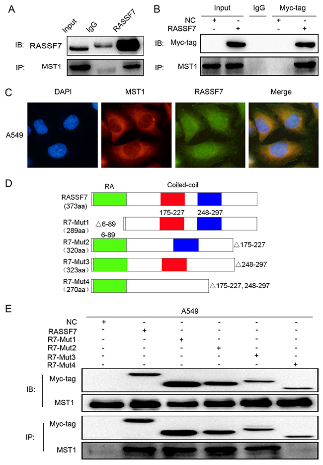 RASSF7 directly interacts with MST1 in A549 cells.