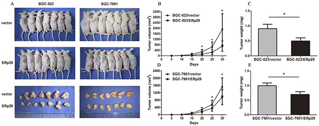 Effects of ERp29 on tumor growth in vivo.