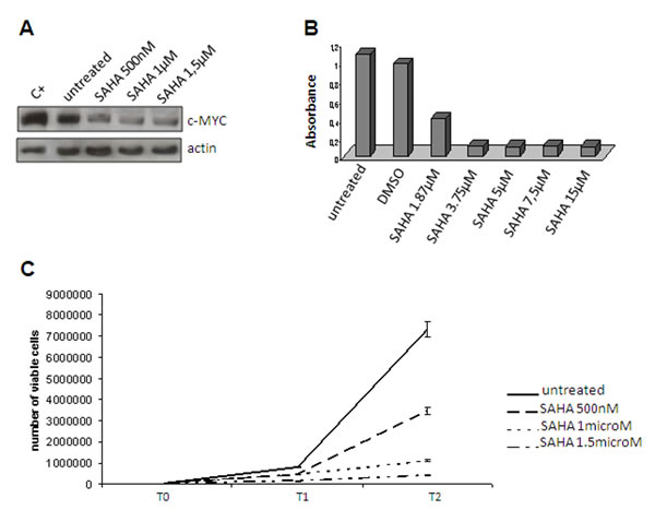 Vorinostat treatment Reduced c-MYC expression in the 402-91 cell line after vorinostat (SAHA) treatment.